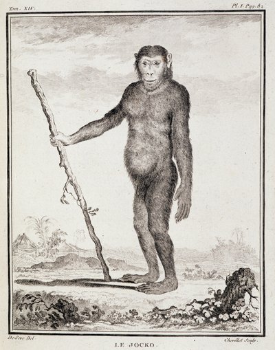Természettudományi lemez: Buffon "Általános és különös természetrajz"-ában. alkotó: French School