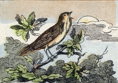 Csalogány. Metszet "Buffon Alphabet des Oiseaux n 1". 3. Serie N 1. Epinal képalkotása, Epinal, 19. század vége. 16 oldal. Mérete: 28x21 cm alkotó: French School