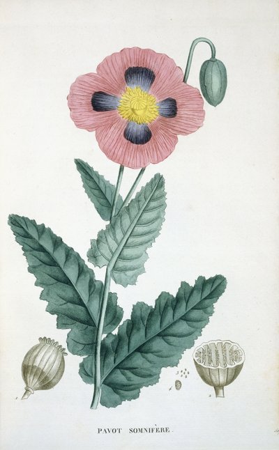 Ópium-Mák alkotó: French School