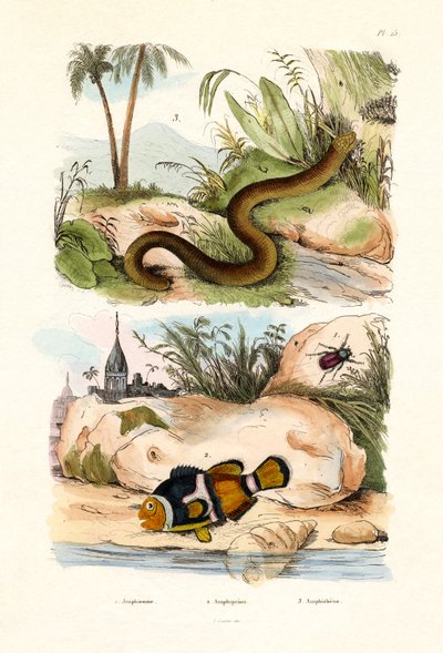 Narancssárga bohóchal, 1833-39 alkotó: French School