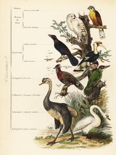 Madárrend: vércse, Falco tinnunculus, sebezhető hóbagoly, Bubo scandiacus, nagy kékfülű seregély, Lamprotornis chalybaeus, nagy szarvascsőrű, Buceros bicornis, európai zöld harkály, Picus viridis, nyugati tragopán, Tragopan melanocephalus, alkotó: French School