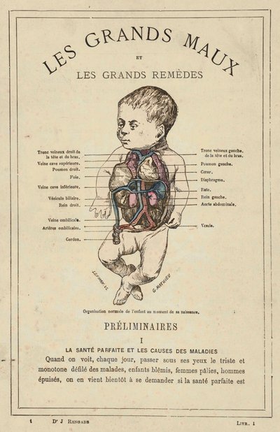 A gyermek normális szervezettsége a születéskor (színes litho) alkotó: French School
