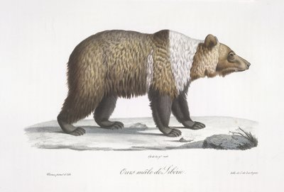 Hím szibériai medve, az emlősök természettörténetéből (színes litho) alkotó: French School