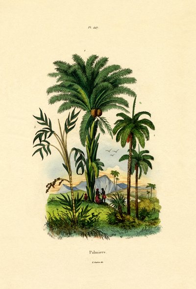 Pálmafák, 1833-39 alkotó: French School
