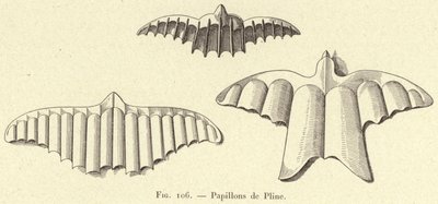 Plinius pillangói (metszet) alkotó: French School
