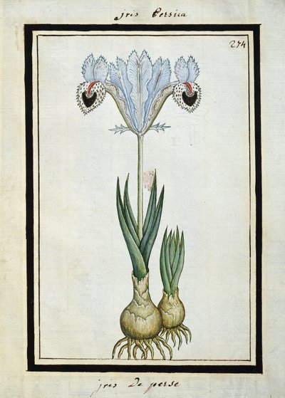 Perzsa írisz, 1700 körül alkotó: French School