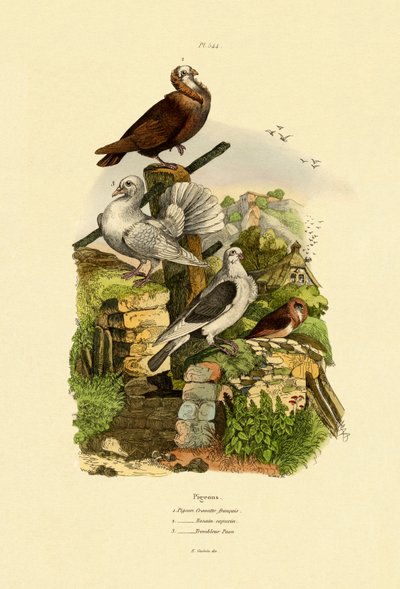 Galambok, 1833-39 alkotó: French School