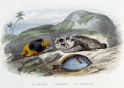 Halak: A trikolor, a szörnyű és a sebész – Lacépède „Histoire Naturelle”-jében, szerk. Veurne, Párizs alkotó: French School