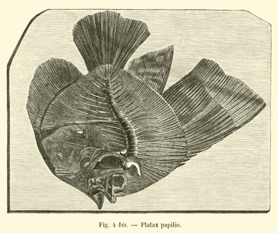 Platax pillangó alkotó: French School