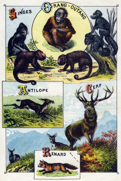 1. tábla: majmok, orangoutan, antilop, szarvas, róka. Metszet "A vadon élő állatok szótanabécéjébe". Serie A. Pellerin et Cie, nyomdászok-kiadók, Epinal, 19. század vége. Kromolitográfia. Kis 8 oldalas reklámalbum, melyben szótag és alkotó: French School