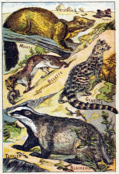 1. tábla: Partridge, Marte, Menyét, Genette, Borz, Terrier. Gravírozás "Syllabary ábécé mindenféle cékla". Serie A. Pellerin et Cie, nyomdászok-kiadók, Epinal, 19. század vége. Kromolitográfia. Kis 8 oldalas reklámalbum syl-vel alkotó: French School