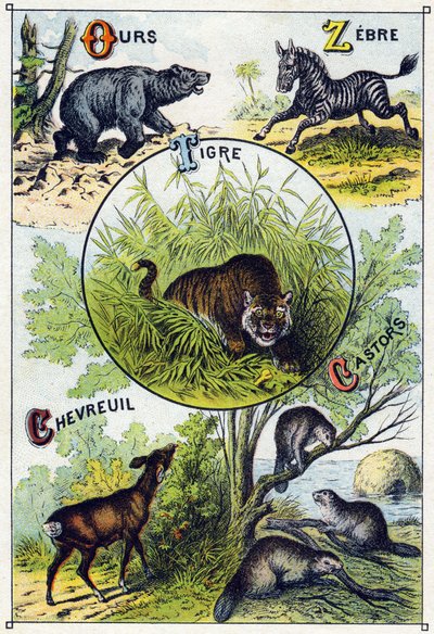 2. tábla: Medve, Zebra, Tigris, Szarvas, Hódok. Metszet "A vadon élő állatok szótanabécéjébe". Serie A. Pellerin et Cie, nyomdászok-kiadók, Epinal, 19. század vége. Kromolitográfia. Kis 8 oldalas reklámalbum, melyben szótag és kép található alkotó: French School