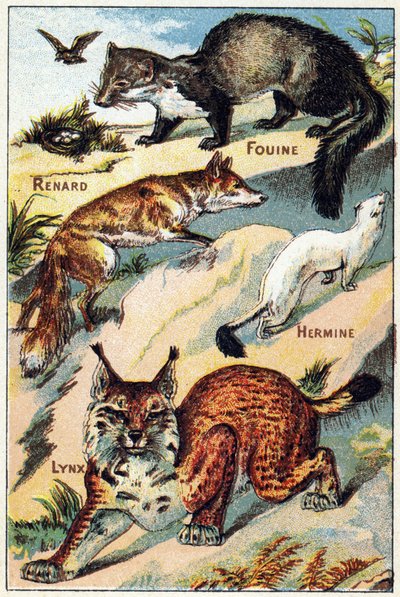 2. tábla: Fox, Snoop, Hermine, Lynx. Gravírozás "Syllabary ábécé mindenféle cékla". Serie A. Pellerin et Cie, nyomdászok-kiadók, Epinal, 19. század vége. Kromolitográfia. Kis 8 oldalas reklámalbum, amely szótagot és képanyagot tartalmaz alkotó: French School