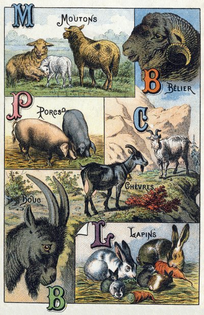 2. tábla: Juhok, Belier, Sertés, Kecske, Nyulak. Metszet „Háziállatok és tanyai ábécé szótagjai”. Serie A. Pellerin et Cie, nyomdászok-kiadók, Epinal, 19. század vége. Kromolitográfiák . Méret: 19,5 x 13,5 cm alkotó: French School