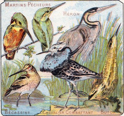 3. tábla: Kingfisher, Heron, Becassine, Knight fighting, Butor. Metszet "Madarak és hüllők szótagos ábécéjébe". Serie A. Pellerin et Cie, nyomdászok-kiadók, Epinal, 19. század vége. Kromolitográfia. Kis 8 oldalas reklámalbum, melyben alkotó: French School