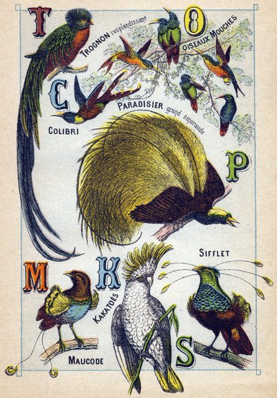 3. tábla: Ragyogó mag, Fly madarak, Kolibri, Smaragd Paradicsom, Kakatoes, Whistle, Maucode. Metszet "Madarak szótagos ábécéjébe". Serie A. Pellerin et Cie, nyomdászok-kiadók, Epinal, 19. század vége. Kromolitográfia. Kis 8 oldalas reklám alkotó: French School