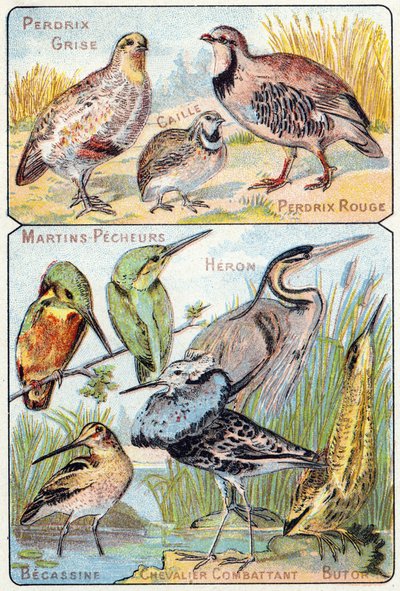 3. tábla teteje: szürke fogoly, fürj, vörös fogoly. Alul: Kingfishers, Heron, Becassine, Fighting Knight, Butor. Metszet "Madarak és hüllők szótagos ábécéjébe". Serie A. Pellerin et Cie, nyomdászok-kiadók, Epinal, 19. század vége. Chromolit alkotó: French School