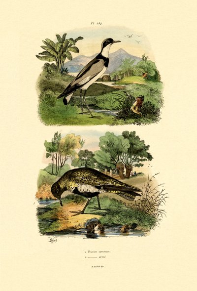Lile, 1833-39 alkotó: French School