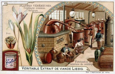 Mérgező növények: közönséges colchialis és colchiális tinktúra gyártása - chromo. Liébig, 19. század vége alkotó: French School