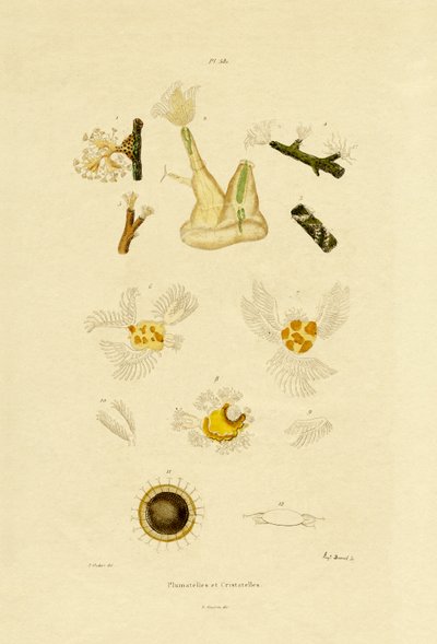 Polip, 1833-39 alkotó: French School