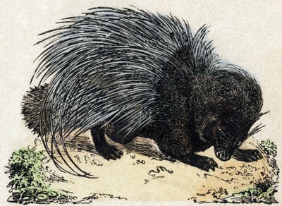 Porc-eposz (Pig epic). Metszet: „Alphabet des animaux sauvages””. 9. sorozat. Epinal, Pellerin, nyomdász-kiadó képei, 1870 körül. Metszetek fára, stencilezett. 16 oldal. Mérete: 20 x 15 cm. Magángyűjtemény alkotó: French School