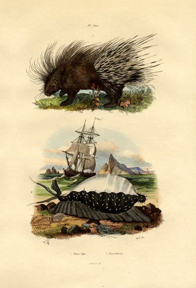 Porcupine, 1833-39 alkotó: French School