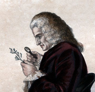 Bernard de Jussieu (1699-1777) francia természettudós portréja. alkotó: French School