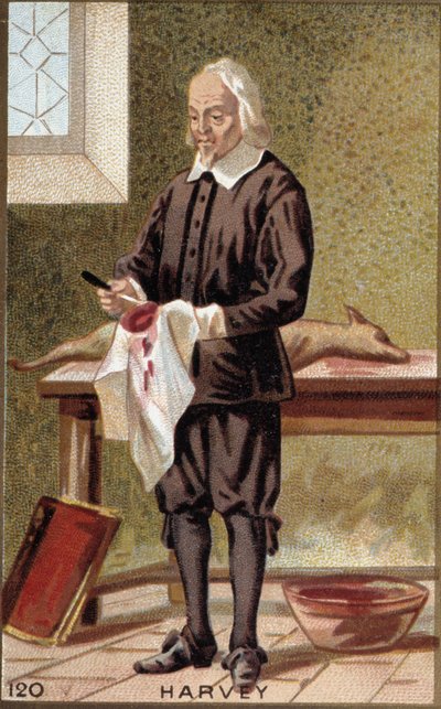 William Harvey (1578-1657) angol orvos portréja. alkotó: French School