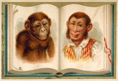 Egy majom és egy ember portréi (chromolitho) alkotó: French School