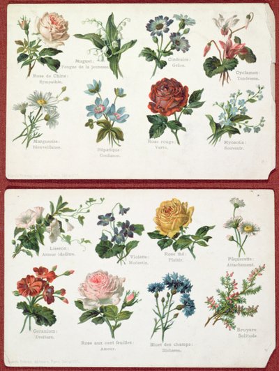A virágok nyelvét és jelentését ábrázoló képeslapok, 1905 körül alkotó: French School