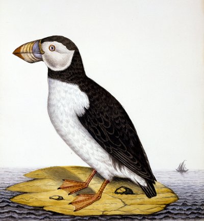 Puffin, marmon fratercula, 1840 körül (wc papíron) alkotó: French School