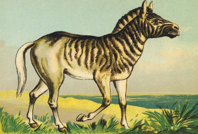 Q mint Quagga (vagy couagga, 1883-ban festett zebra alfaj) alkotó: French School