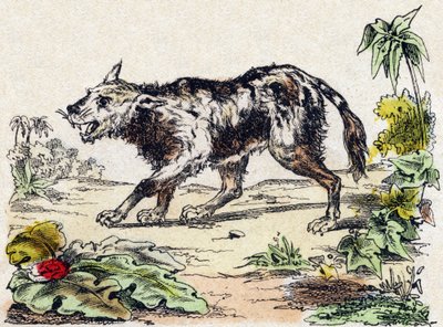 Quachy (oroszlánkutya faj Dél-Amerikából). Metszet: „Alphabet des animaux sauvages””. 9. sorozat. Epinal, Pellerin, nyomdász-kiadó képei, 1870 körül. Metszetek fára, stencilezett. 16 oldal. Mérete: 20 x 15 cm. Magángyűjtemény alkotó: French School