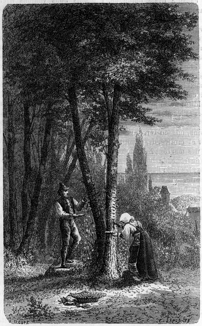Manna (manna) áttelepítése kereklevelű fréneken. Metszet a „le Journal de la jeunesse”-be alkotó: French School