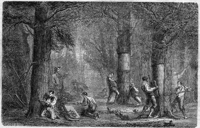 Liege tölgy kéregének visszaemlékezése (tölgy-liege). Louis Figuier 399. számú, 1864. december 3-i „” Le Monde Illustré”-ben megjelent metszete a „Növények történetében”. alkotó: French School