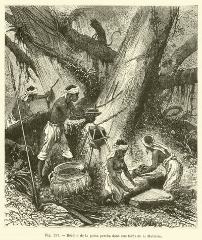 Guttapercha betakarítása egy malajziai erdőben (metszet) alkotó: French School
