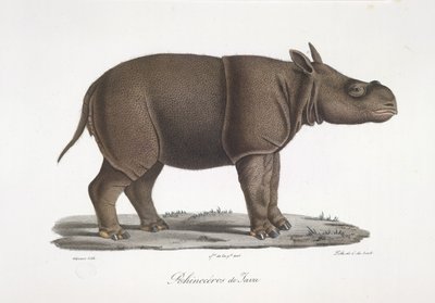 Jávai orrszarvú, az emlősök természetrajzából (színes litho) alkotó: French School