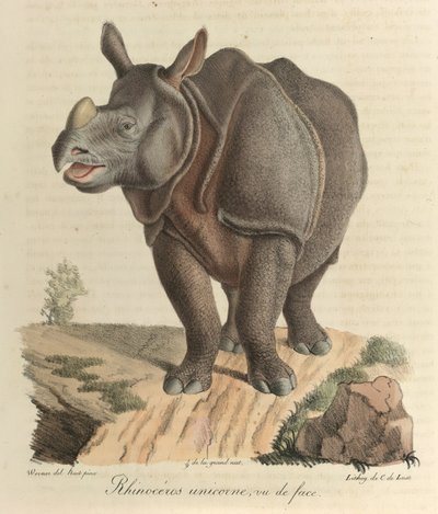 Egyszarvú orrszarvú. Orrszarvú, az emlősök természettörténetéből (színes litho) alkotó: French School
