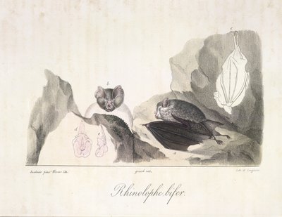 patkóütő. Vámpír denevérek, az emlősök természetrajzából (színes litho) alkotó: French School