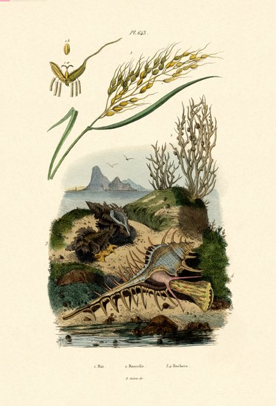 Rice, 1833-39 alkotó: French School