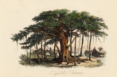 Szent fügefa, Ficus religiosa, más néven bodhi fa, bánfa, banianfa, pippala fa, peepul fa, peepal fa vagy ashwattha fa alkotó: French School
