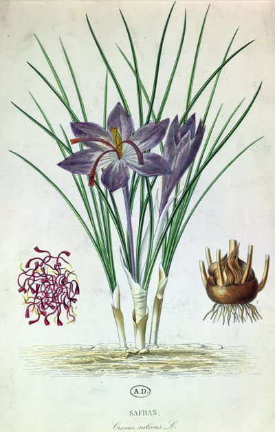 Sáfrány (Crocus Sativus) alkotó: French School