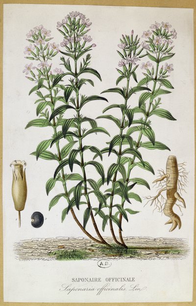 Saponaria officinalis, 19. század (színes metszet) alkotó: French School