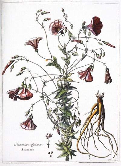 Scamoneum (Scamonium Syriacum) - „XIV. Lajos király parancsára vésett növények gyűjteményéből” alkotó: French School