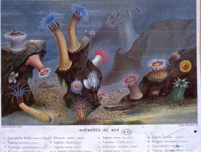 Tengeri anemónák, a Hachette által kiadott könyvből (színes litográfia) alkotó: French School