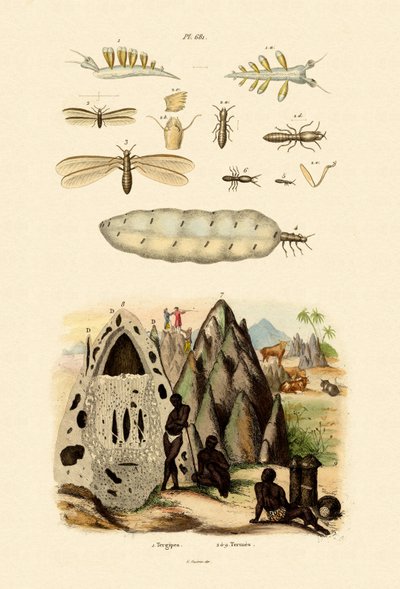 Tengeri csiga, 1833-39 alkotó: French School