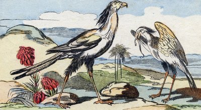 Serpentary. Metszet "Buffon Alphabet des Oiseaux n 2". 3. Serie N 2. Epinal képalkotása, Epinal, 19. század vége. 16 oldal. Mérete: 28x21 cm alkotó: French School
