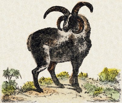 Juh. Metszet: „Alphabet des animaux sauvages””. 9. sorozat. Epinal, Pellerin, nyomdász-kiadó képei, 1870 körül. Metszetek fára, stencilezett. 16 oldal. Mérete: 20 x 15 cm. Magángyűjtemény alkotó: French School