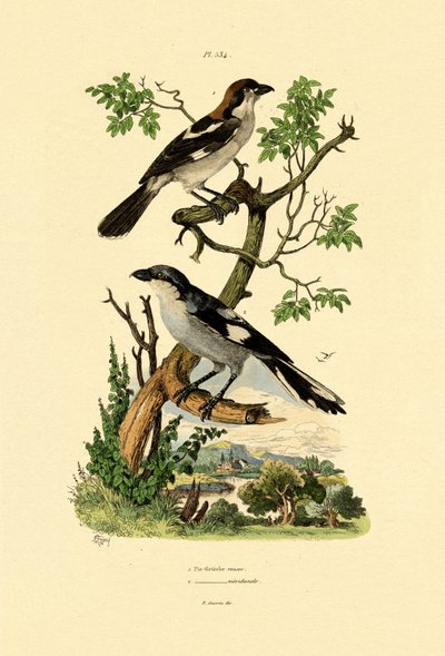 Southern Grey Shrike, 1833-39 alkotó: French School