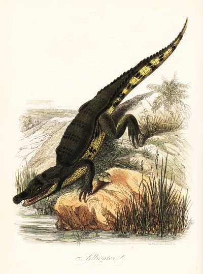 Szemüveges kajmán, kajmán krokodil alkotó: French School